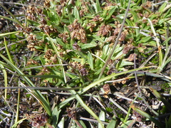Plantago barbata barbata