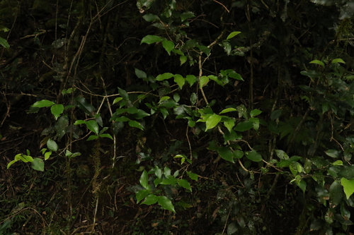 Image of Daphnandra tenuipes by (c) Greg Tasney, some rights reserved (CC BY-SA)