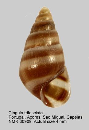 Cingula trifasciata