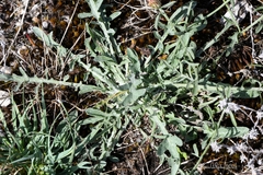 Centaurea aristata