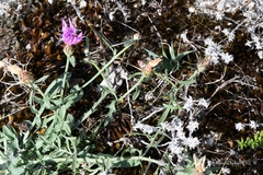 Centaurea aristata