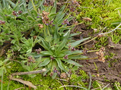 Plantago barbata barbata
