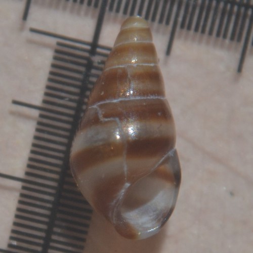 Cingula trifasciata