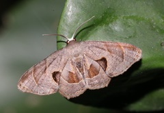 Phazaca leucocera