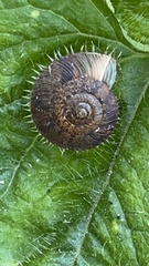 Plectotropis mackensii