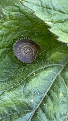 Plectotropis mackensii