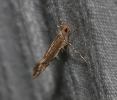 Pyroderces