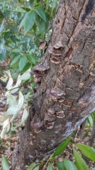 Daedaleopsis tricolor