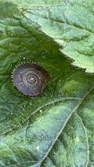 Plectotropis mackensii