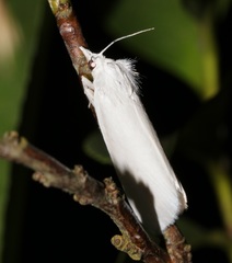 Scirpophaga