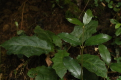 Atherospermataceae