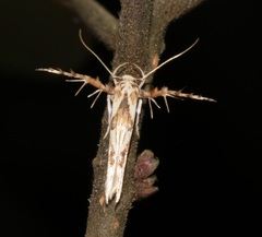 Stathmopoda stimulata