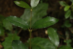 Atherospermataceae