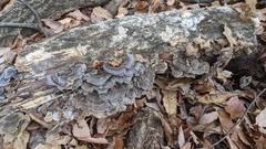 Trametes versicolor