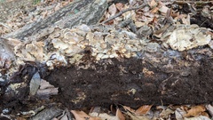 Trametes versicolor