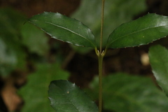Atherospermataceae
