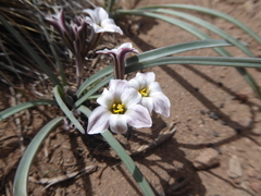 Tristagma circinatum