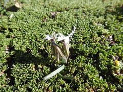 Tristagma circinatum