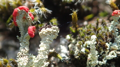 Cladonia diversa