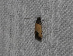 Tyrolimnas anthraconesa