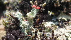 Cladonia diversa