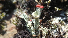 Cladonia diversa