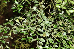 Citrus australasica