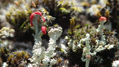Cladonia diversa