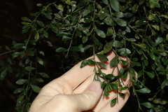 Citrus australasica