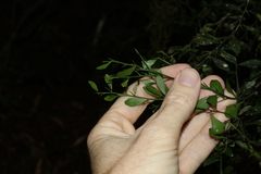 Citrus australasica