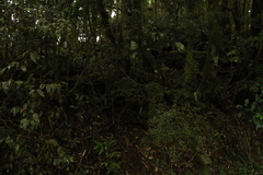 Citrus australasica