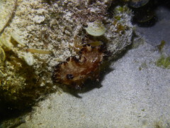 Discodoris boholiensis