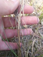 Aristida warburgii
