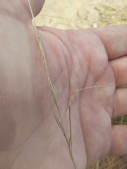 Aristida warburgii