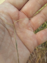 Aristida warburgii