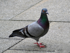 Columba livia domestica