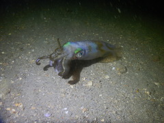 Sepioteuthis lessoniana