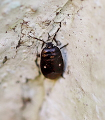 Adomerus biguttatus