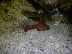Perdix Cardinalfish photo 5