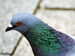 Columba livia domestica
