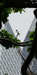Cacatua sulphurea