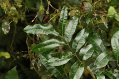 Dysoxylum fraserianum