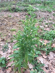 Erigeron sumatrensis