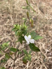 Barleria elegans orientalis