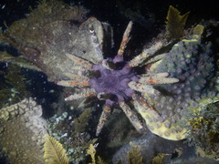 Phyllacanthus imperialis