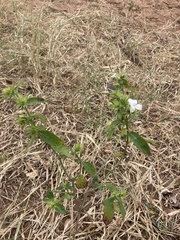 Barleria elegans orientalis