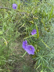 Solanum linearifolium