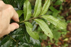 Dysoxylum fraserianum