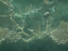 Chaetodon leucopleura