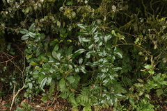 Dysoxylum fraserianum